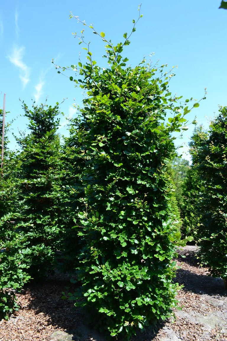 Groene beuk