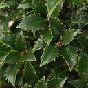 Hulst Heckenpracht