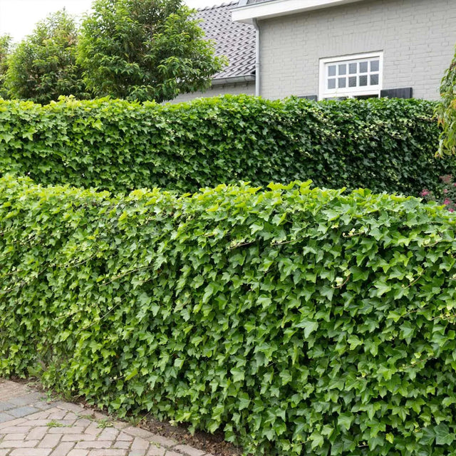 Lillebladet vedbend
