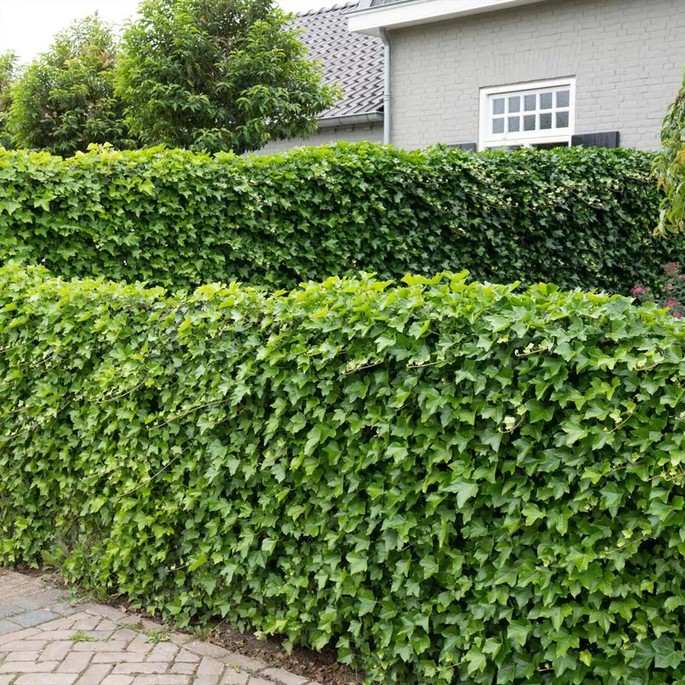 Lillebladet vedbend