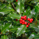 Almindelig kristtorn