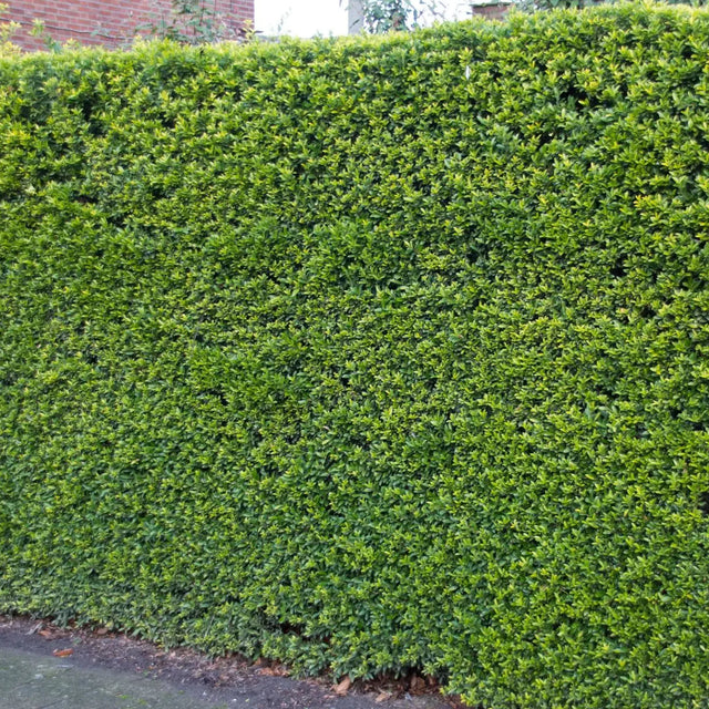 Japansk kristtorn Green Hedge