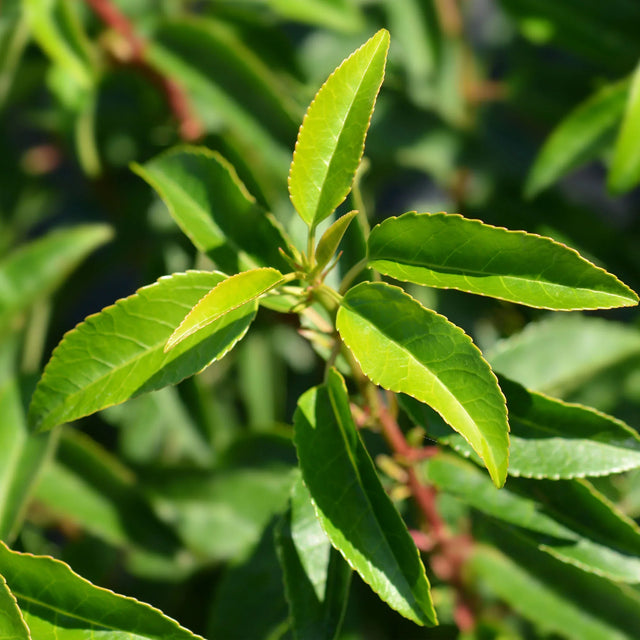 Portugisisk laurbær (Prunus lusitanica 'Angustifolia')