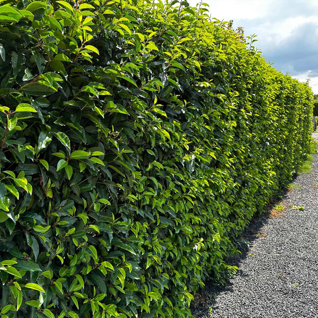 Portugisisk laurbær (Prunus lusitanica 'Angustifolia')