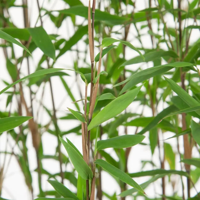 Bamboe Fargesia Nitida