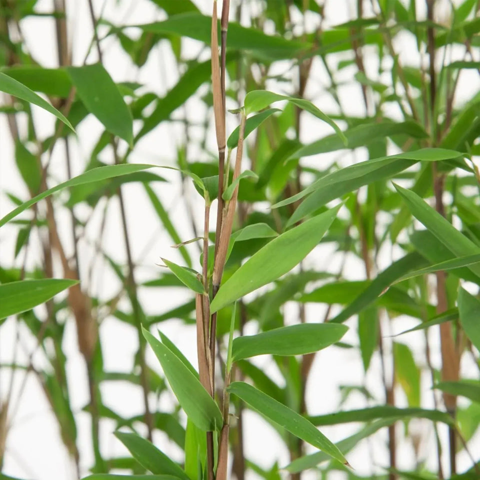 Bamboe Fargesia Nitida