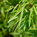 Bamboe Fargesia Rufa