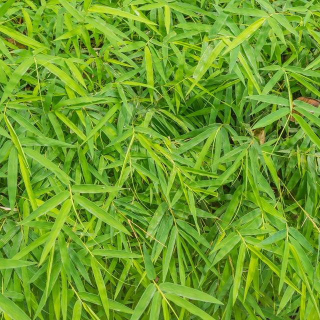 Bamboe Fargesia Rufa