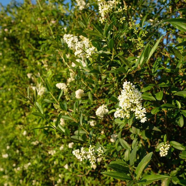 Almindelig liguster