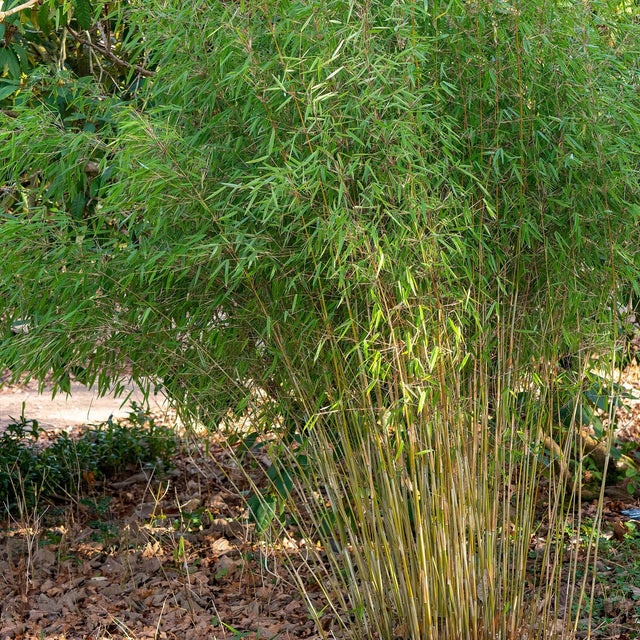 Bamboe Fargesia nitida ‘Winter Joy’