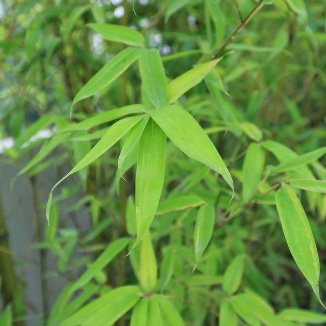 Bamboe Fargesia nitida ‘Winter Joy’